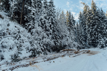 Cut down trees in winter in the snow, snow-covered tree trunks, Carpathians.