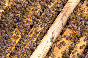 Open hive showing the bees swarming on a honeycomb..