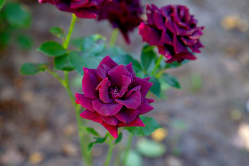 Beautiful rose bush growing in the garden.