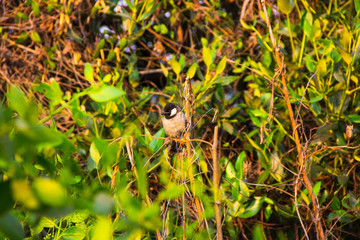White-eared bulbul
