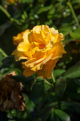 Beautiful rose bush growing in the garden.
