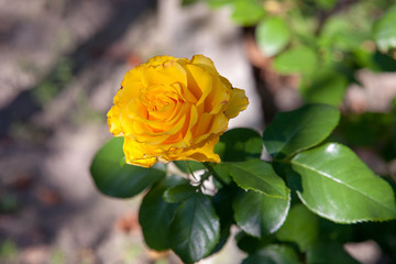Beautiful rose bush growing in the garden.