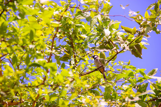 White Eared Bulbul