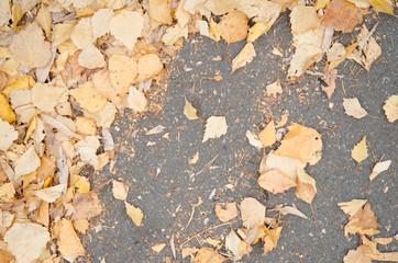 Fallen autumn leaves on the pavement, path. Urban background