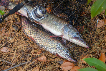 Freshwater pike fish. Big freshwater pike fish lies on keep net with fishery catch in it and...