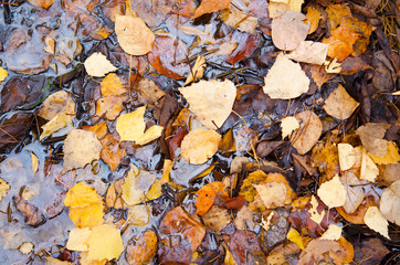 Fallen yellow autumn leaves in a puddle. Nature