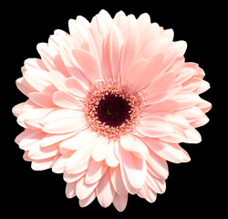 Fototapeta premium single pink gerbera isolated on black background