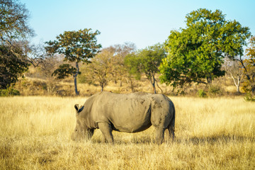 Naklejka premium white rhino without horns in kruger national park, south africa 18