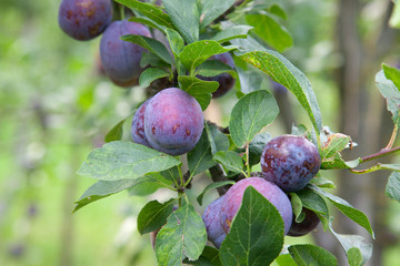 Plum tree branch with ripe juicy fruits on sunset light..