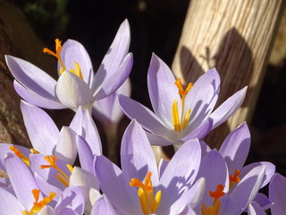group of crocus blossoms in spring with bright piece of wood in background 