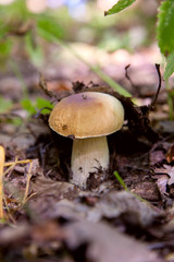 Boletus mushroom in the wild. Porcini mushroom grows on the forest floor at autumn season..