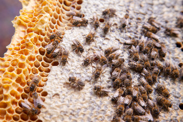 Close up view of working bees on honeycomb with sweet honey..