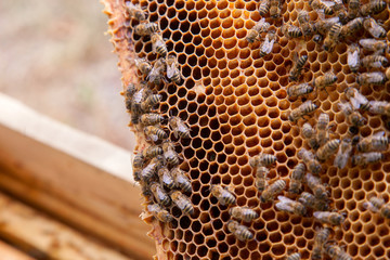 Close up view of working bees on honeycomb..