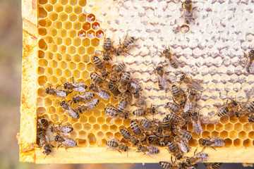 Close up view of working bees on honeycomb with sweet honey..