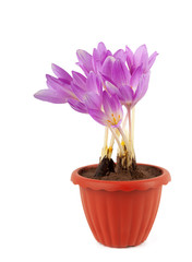 Purple colchicum flowers in a pot isolated on white background