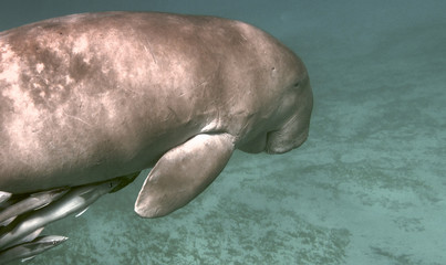 Sea cow or Dugon swimming - Underwaterphoto from a scuba dive in the Red Sea - Egypt