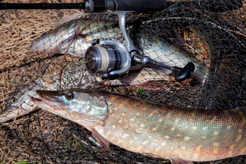 Freshwater pike fish. Freshwater pike fish lies on round keepnet with fishery catch in it and...