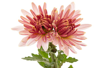 Two flowers of pink chrysanthemum, isolated on white background