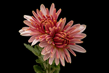 Two flowers of pink chrysanthemum, isolated on black background