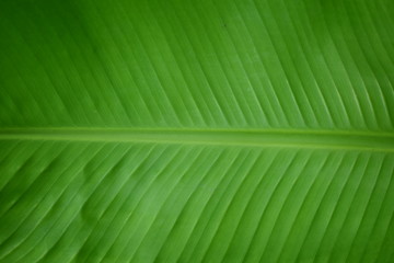 Green banana leaf background