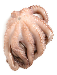 Raw Octopus. Isolated on a white background.