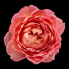Pink flower of rose, isolated on black background