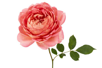 Pink flower of rose, isolated on white background