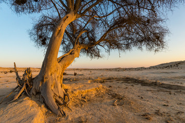 Closeup of one Ghaf tree at sunset in the Qatar desert