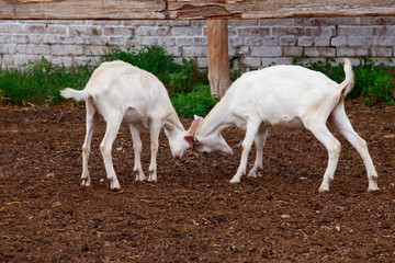 Obraz na płótnie Canvas Goats on the farm