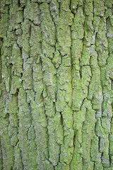 Textures of the spruce tree bark