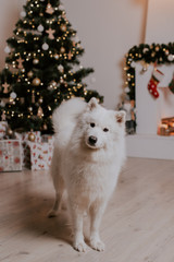 Christmas interior, a dog stands near a New Year tree