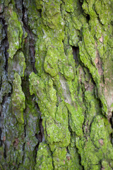 Textures of the spruce tree bark