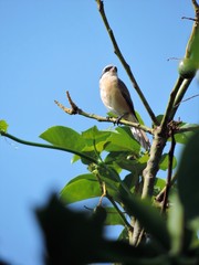 bird on a branch