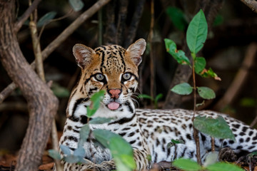 Close up of a young Ocelot resting in the undergrowth at a river edge, facing camera, Pantanal Wetlands, Mato Grosso, Brazil