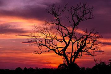 Obraz na płótnie Canvas Dramatic colorful sunset sky with tree silhouette in the Pantanal wetlands, Mato Grosso, Brazil