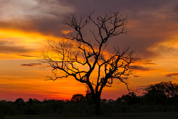 Dramatic colorful sunset sky with tree silhouette in the Pantanal wetlands, Mato Grosso, Brazil