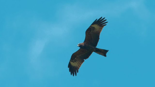 Bird in flight in the sky