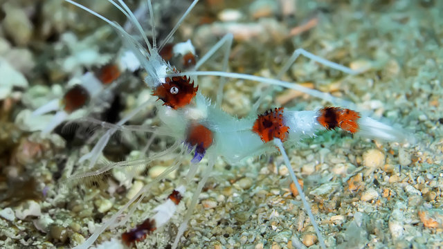 Boxer Shrimp close up. Underwater photography, Philippines.