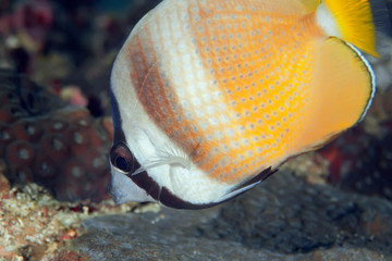 Orange banded butterflyfish close up. Philippines.