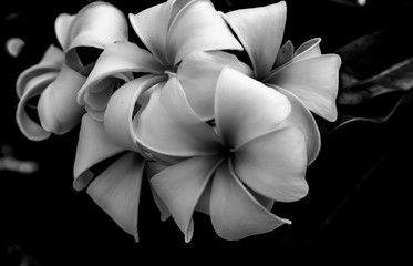 bow on black background/white frangipani flower