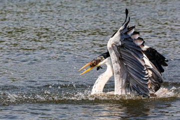 Cocoi Heron caught fish on river surface, wings up, Pantanal Wetlands, Mato Grosso, Brazil