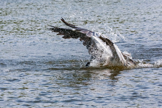 Cocoi Heron diving into water for catching fish, Pantanal Wetlands, Mato Grosso, Brazil