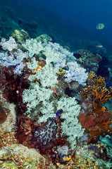 Naklejka na ściany i meble Colorful variety of corals. Underwater photography