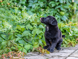 Naklejka na ściany i meble A small black puppy found outside. Adopt a dog.
