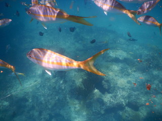 Fototapeta premium Urlaub