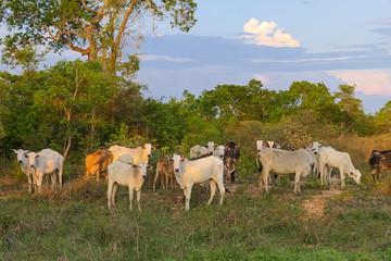 Typical Pantanal cattle standing in a green field, trees in background, facing camera, Pantanal Wetlands, Mato Grosso, Brazil
