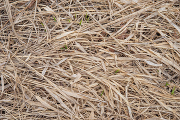 Dry grass background. Dry bevelled hay close-up.