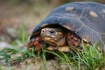 Close up of a Red-footed tortoise facing camera in grass, Pantanal Wetlands, Mato Grosso, Brazil