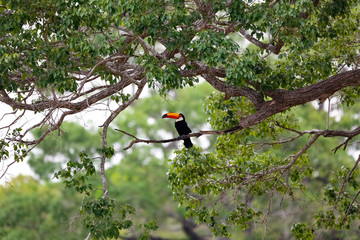 Toco Toucan sitting on a branch of a green tree, Pantanal Wetlands, Mato Grosso, Brazil