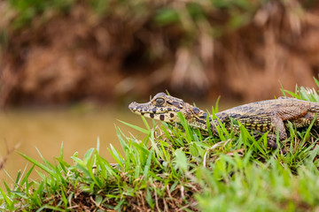 Close up of a small Yacare Caiman lying on a grassy river edge with raised head, Pantanal Wetlands,...